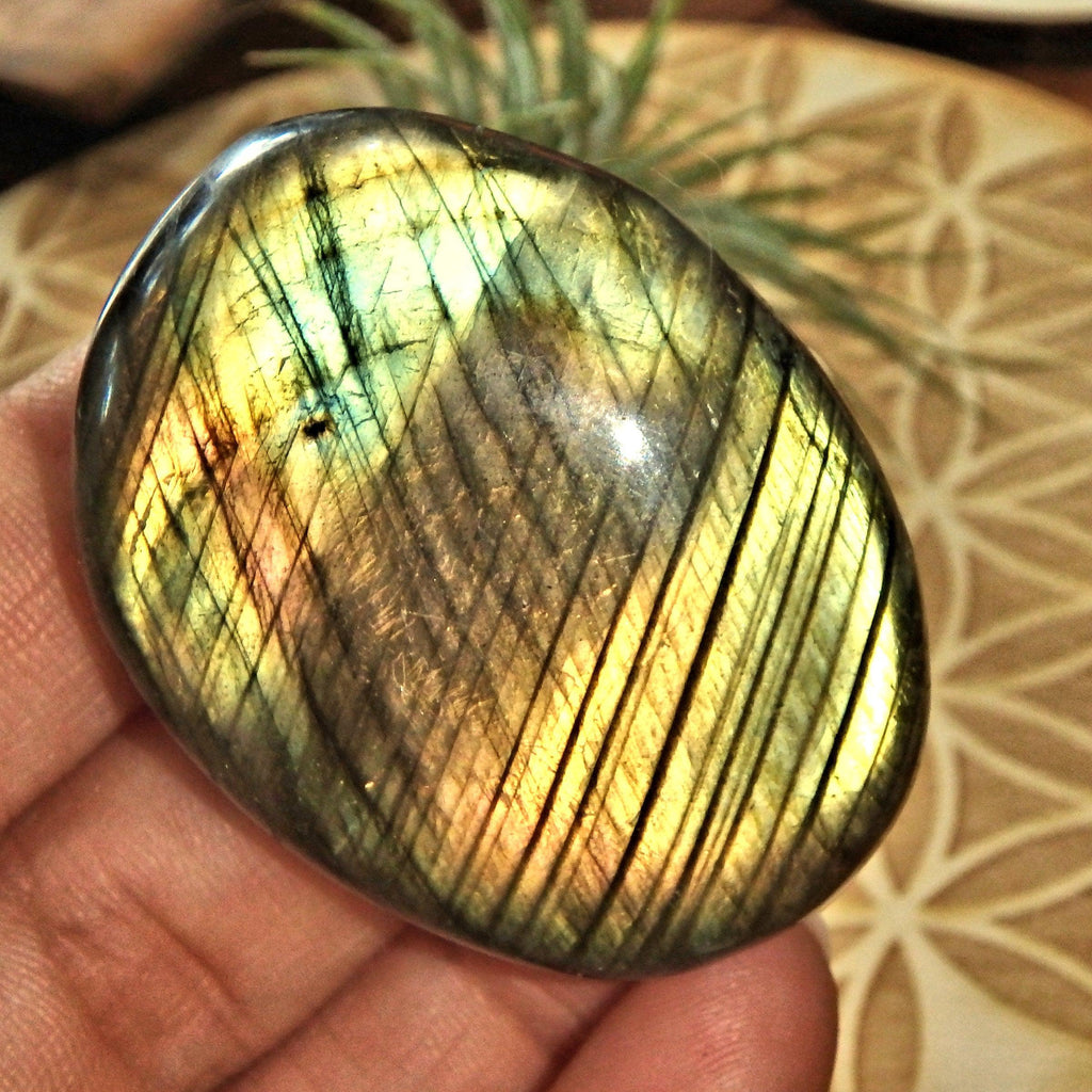 Extreme Golden Frosted Grids of Flash Labradorite Hand Held Palm Stone - Earth Family Crystals