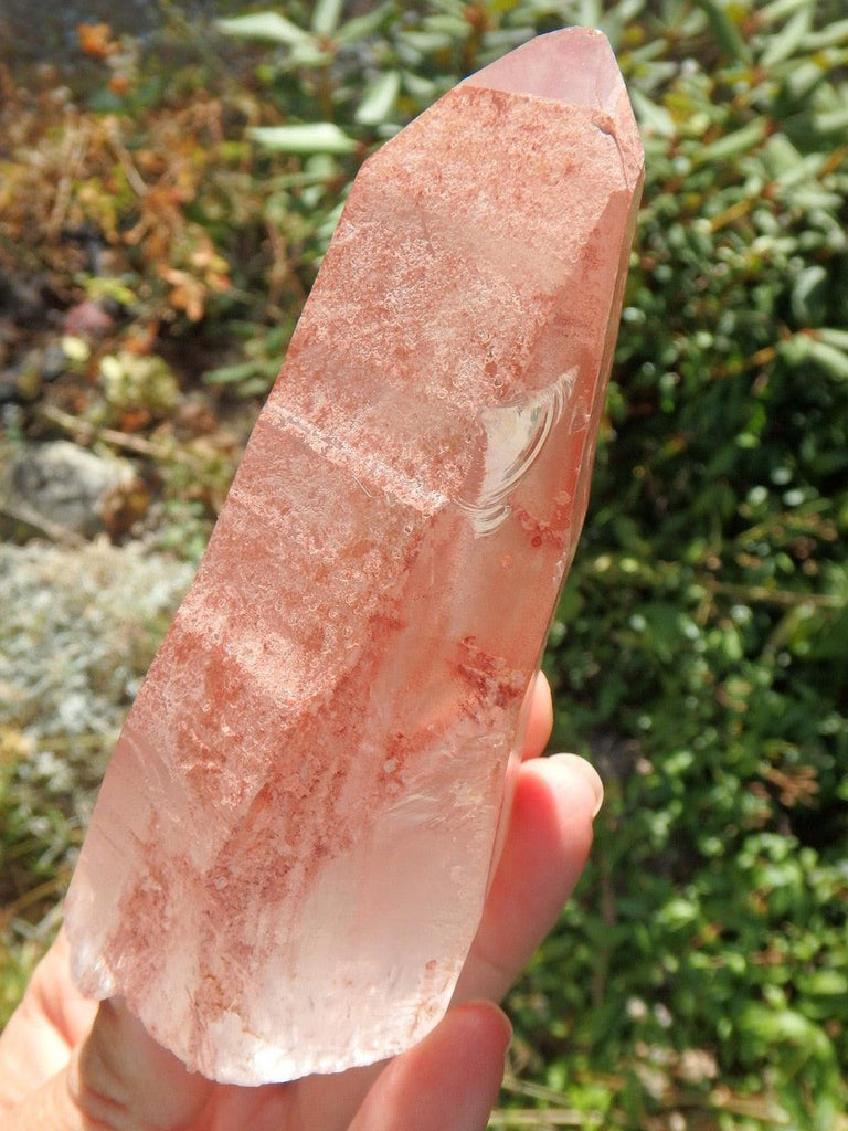 Unique Large Scarlet Temple Lemurian (Strawberry) Quartz Point From Brazil - Earth Family Crystals