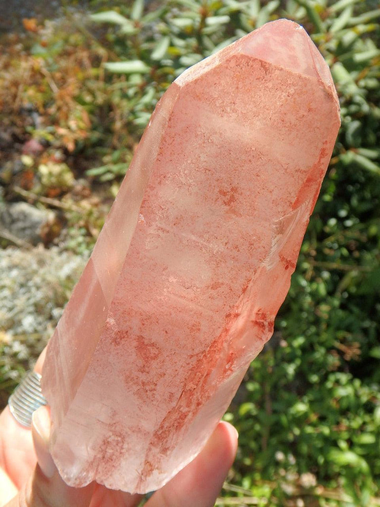 Unique Large Scarlet Temple Lemurian (Strawberry) Quartz Point From Brazil - Earth Family Crystals