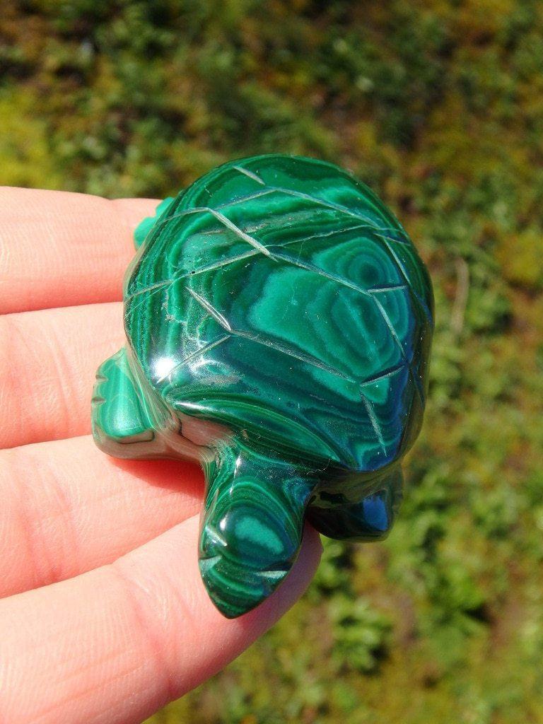 Adorable Green Malachite Turtle Carving - Earth Family Crystals