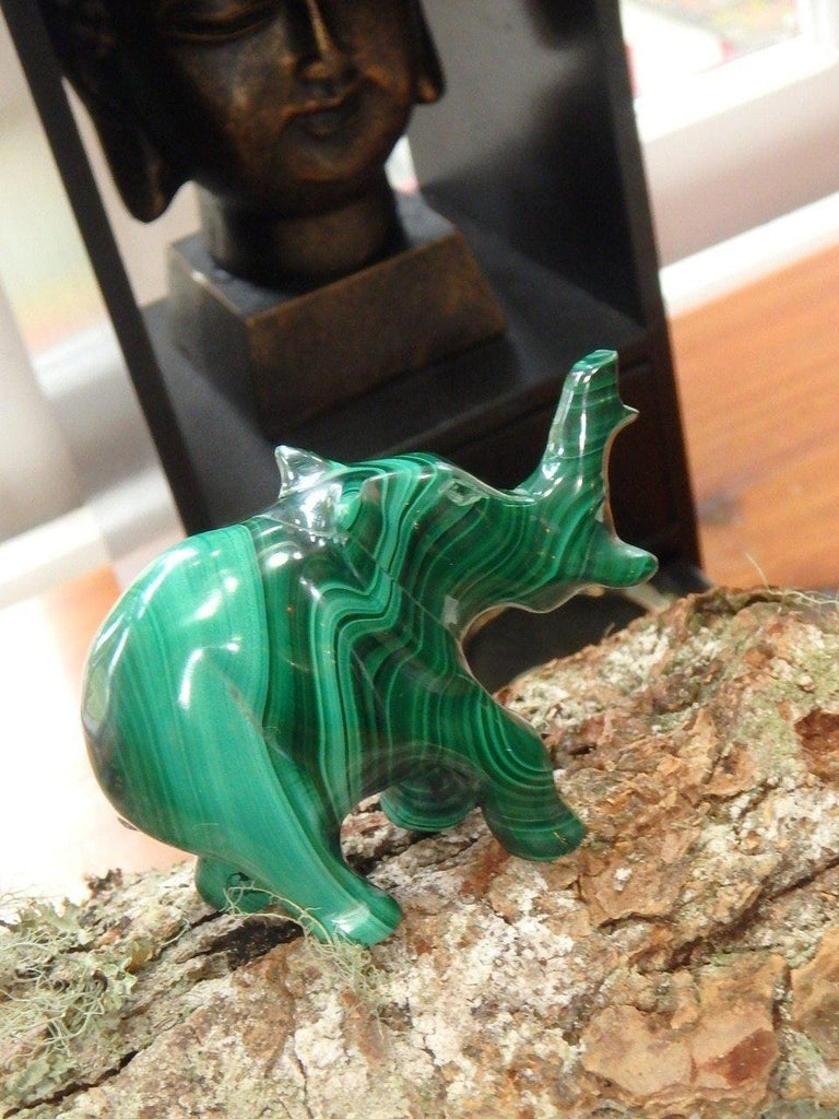 Cute Malachite Elephant Carving Specimen (REDUCED) - Earth Family Crystals