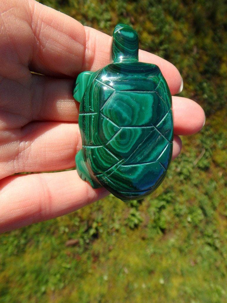Adorable Green Malachite Turtle Carving - Earth Family Crystals
