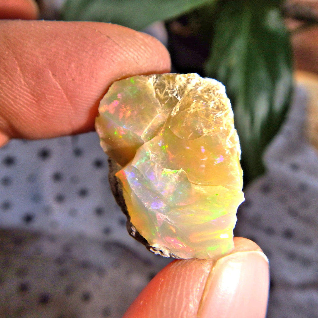 Gorgeous Rainbow of Color Ethiopian Raw Opal Collectors Specimen - Earth Family Crystals