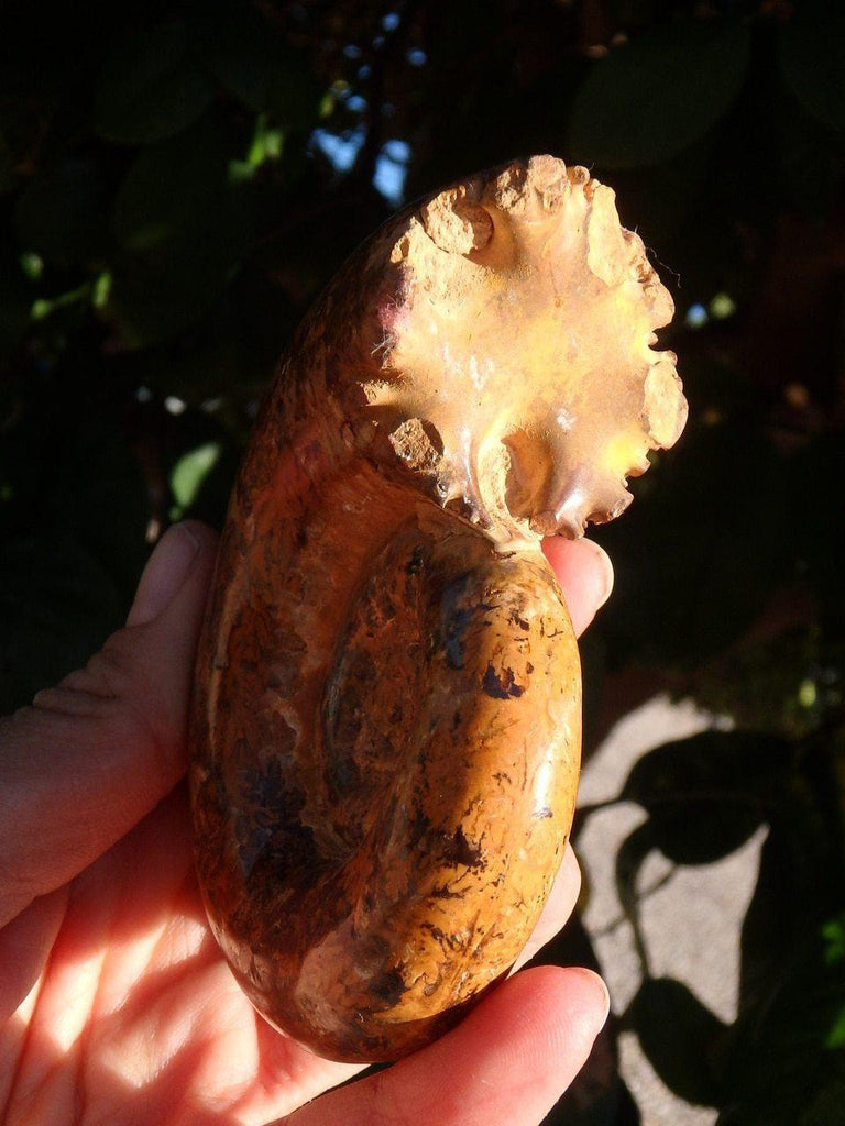 Chunky Complete  AMMONITE SPECIMEN WITH SUTURES From Madagascar - Earth Family Crystals
