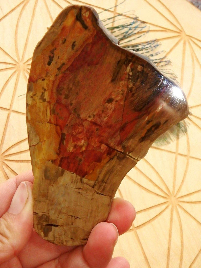 Australian Chinchilla  Petrified Wood Partially Polished Free Form Specimen - Earth Family Crystals