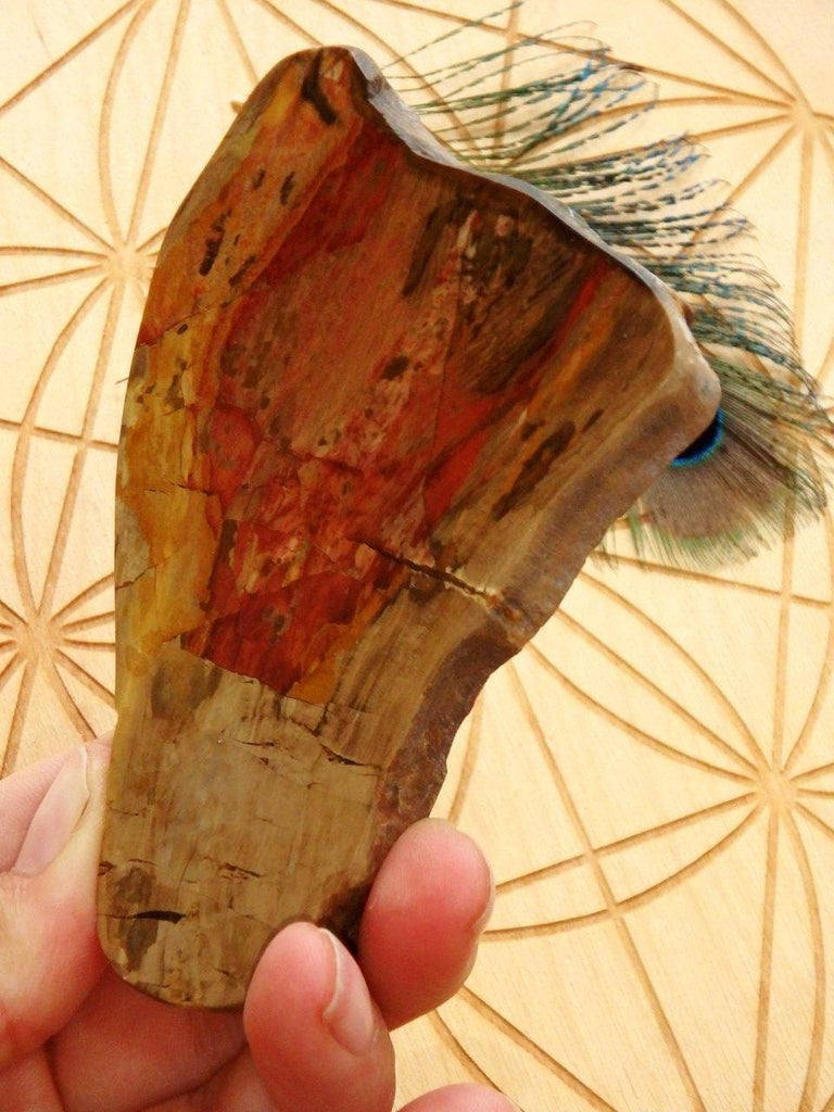 Australian Chinchilla  Petrified Wood Partially Polished Free Form Specimen - Earth Family Crystals