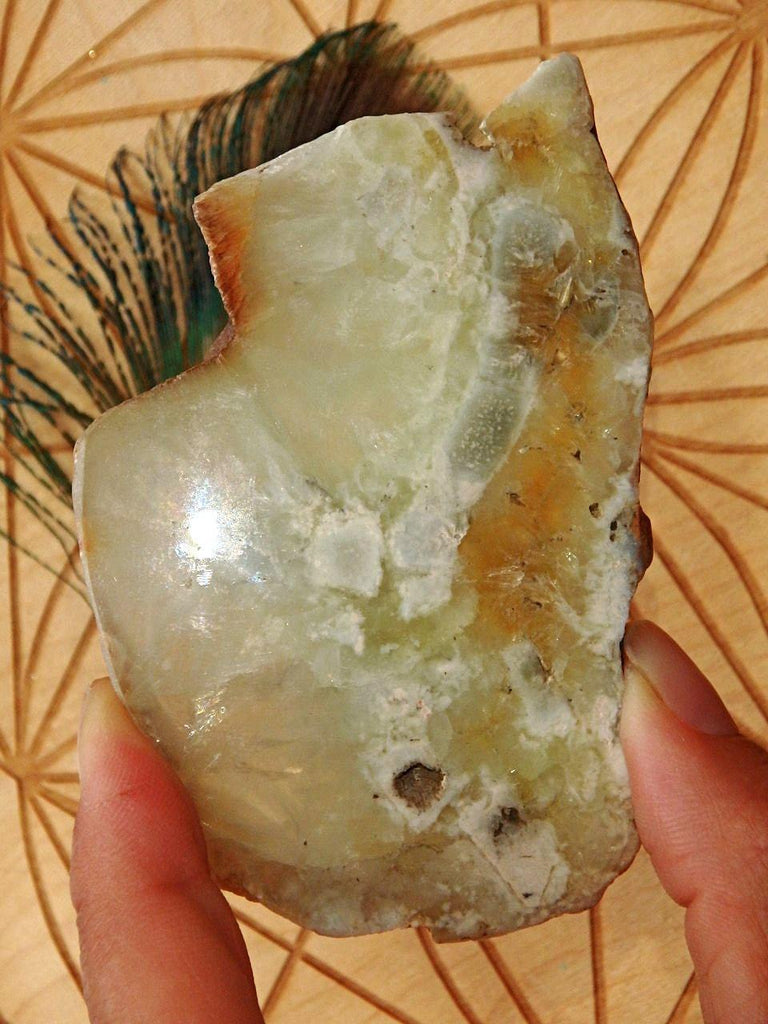 Shiny Australian Mint Green Prehnite Slice~Perfect For Healing Work! - Earth Family Crystals
