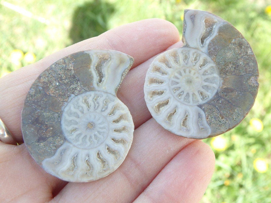 Stunning AMMONITE SET With Druzies From Madagascar  (Includes Protective Case) - Earth Family Crystals