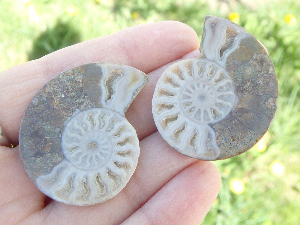 Stunning AMMONITE SET With Druzies From Madagascar  (Includes Protective Case) - Earth Family Crystals