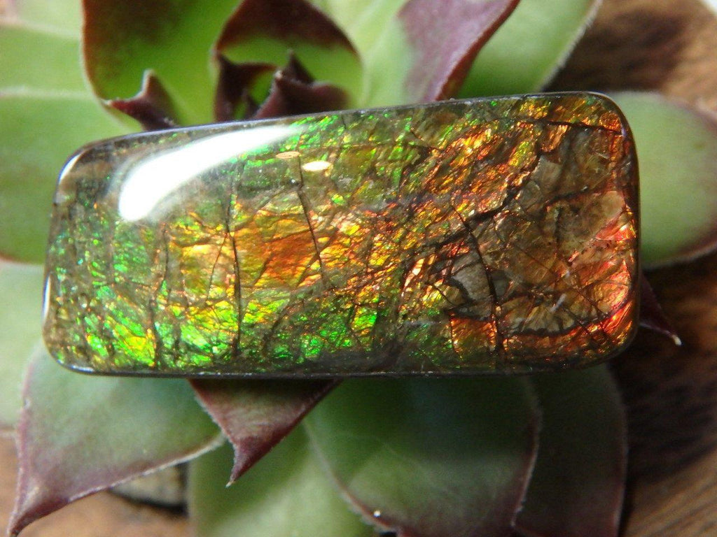 Intense Flash AMMOLITE CABOCHON Perfect For Wire Wrapping - Earth Family Crystals