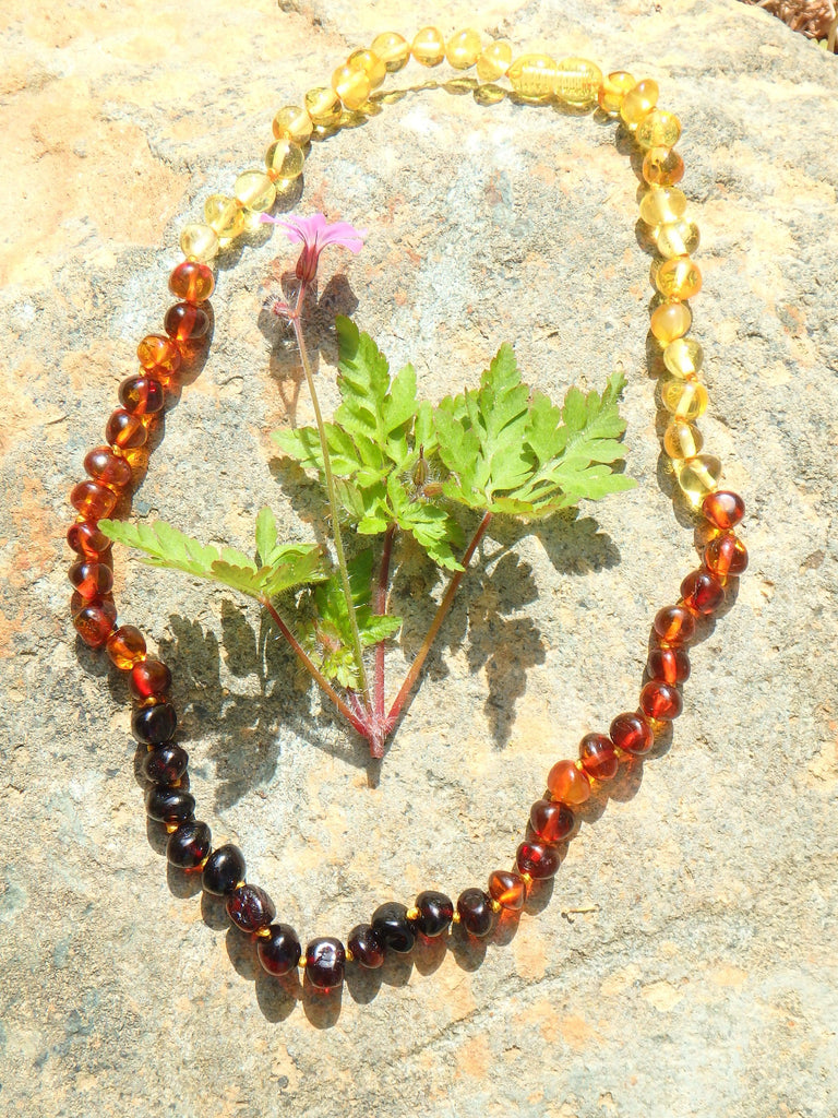Vibrant Rainbow Beads Lithuanian Baltic Amber Adult Necklace - Earth Family Crystals