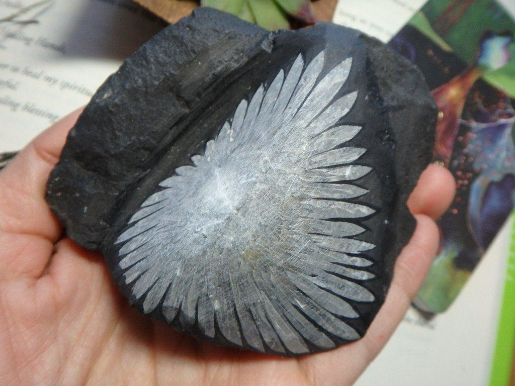 Fantastic Complete & Natural CHRYSANTHEMUM STONE SPECIMEN - Earth Family Crystals