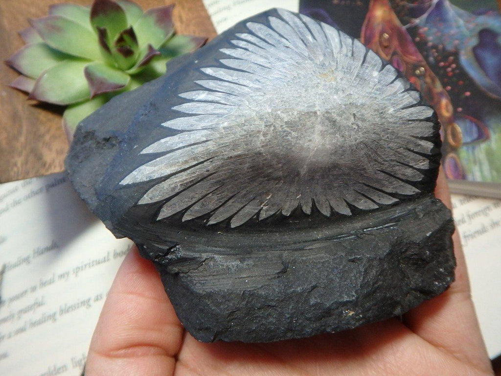 Fantastic Complete & Natural CHRYSANTHEMUM STONE SPECIMEN - Earth Family Crystals