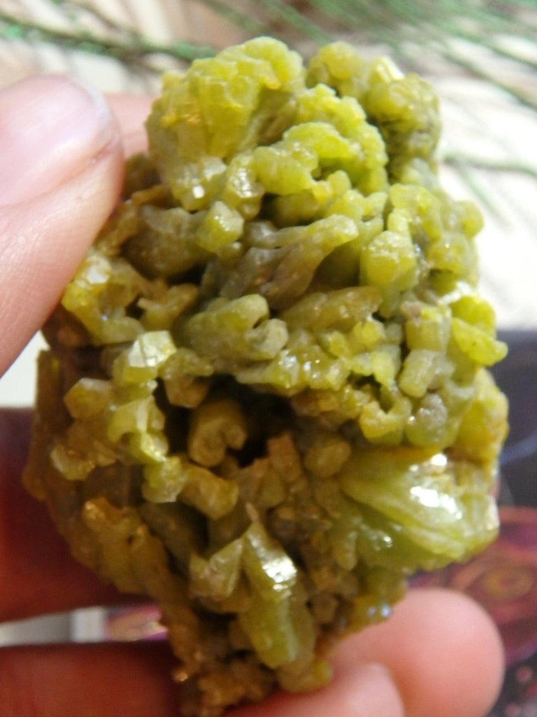 Lime Green Druzy PYROMORPHITE SPECIMEN - Earth Family Crystals