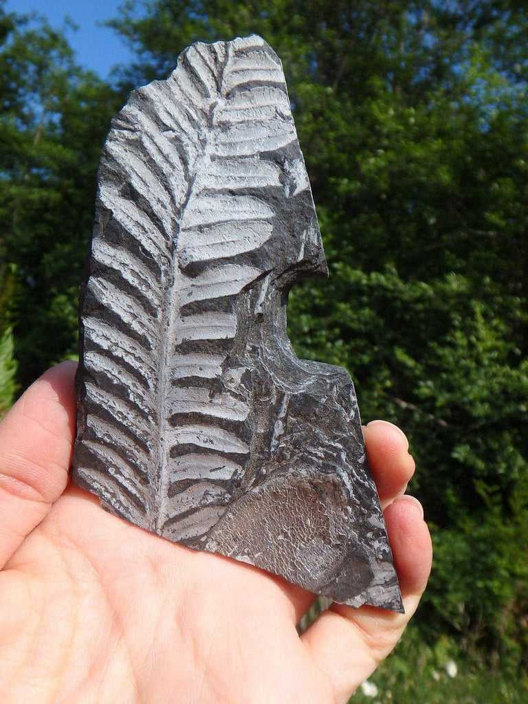 300 Million Year Old FERN FOSSIL From North Eastern Pennsylvania, USA* - Earth Family Crystals