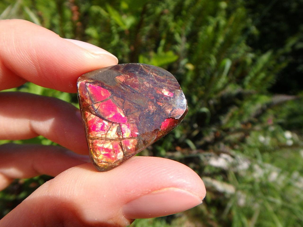 Red Flash Canadian AMMOLITE CABOCHON Perfect For Wire Wrapping - Earth Family Crystals
