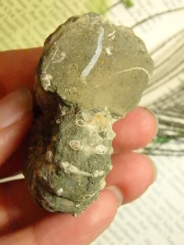 Unpolished AMMONITE FOSSIL From Madagascar - Earth Family Crystals