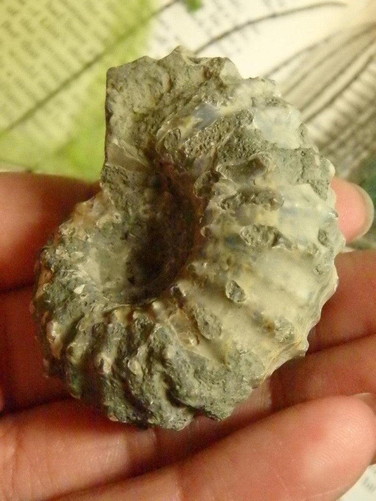 Unpolished AMMONITE FOSSIL From Madagascar - Earth Family Crystals