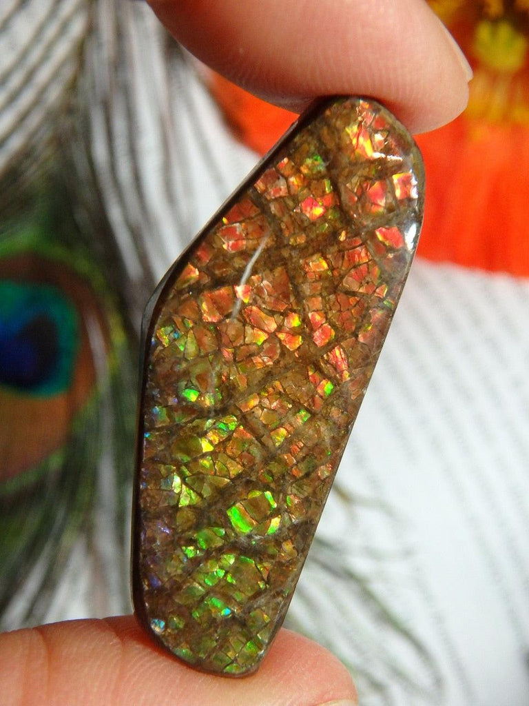 Flashy Canadian AMMOLITE CABOCHON Perfect to Wire Wrap - Earth Family Crystals