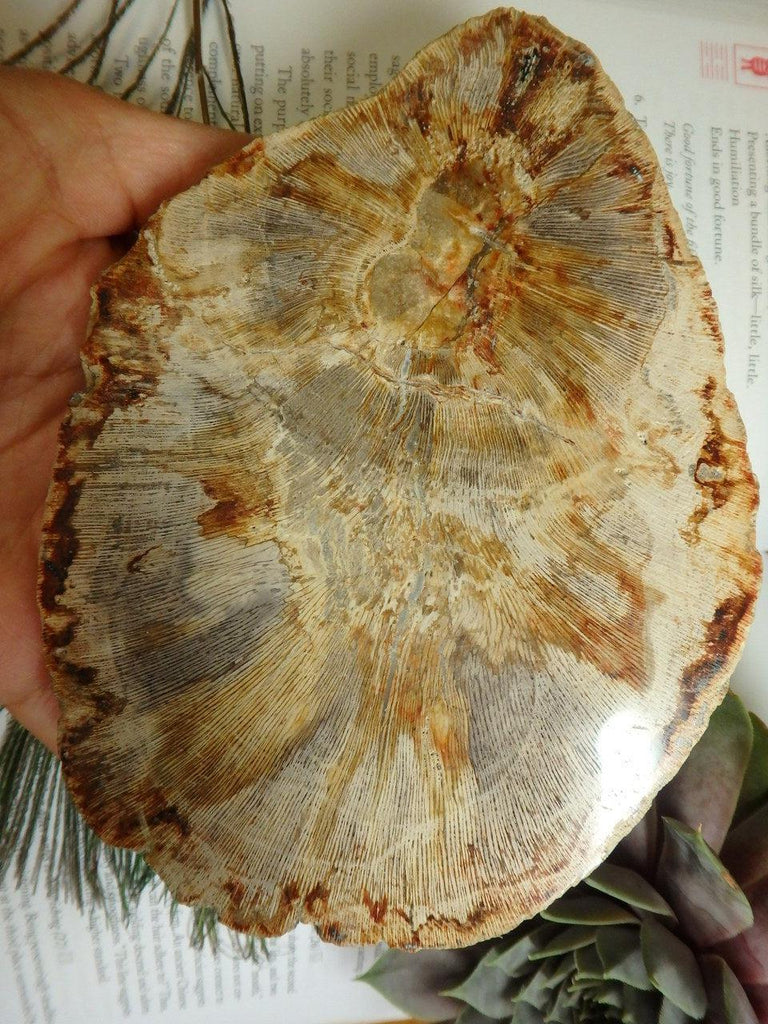 Polished Tan Petrified Wood Specimen - Earth Family Crystals