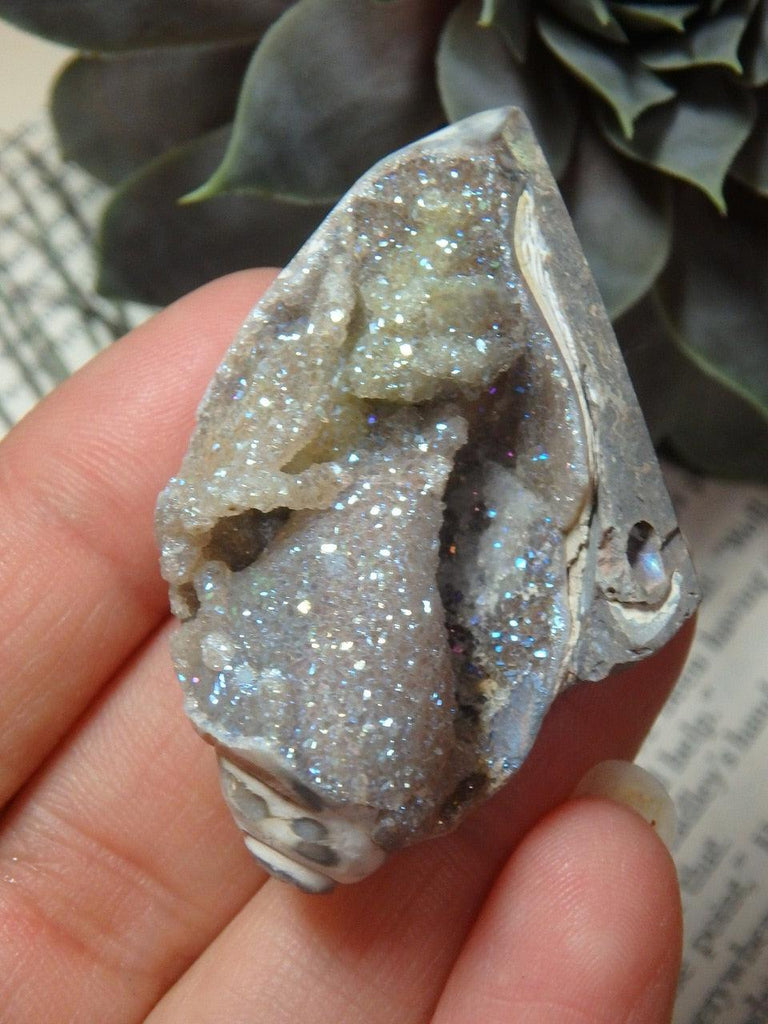 Gorgeous & Rare Sparkling ANGEL AURA DRUZY SPIRALITE GEMSHELL - Earth Family Crystals