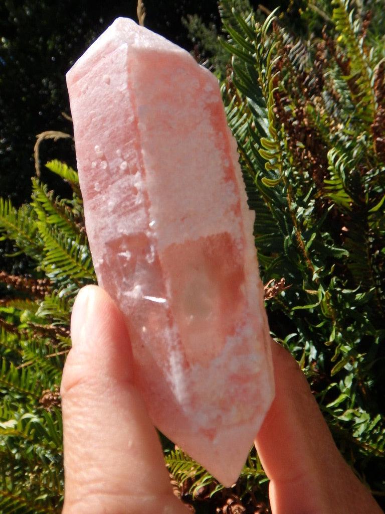 Outstanding Sun Kissed  DT Tangerine Lemurian Quartz Point Encrusted in Druzy From Brazil - Earth Family Crystals