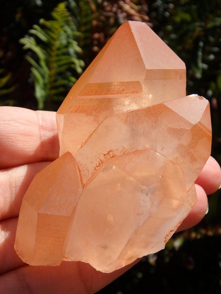 Rare! Absolutely Stunning & Unusual Brazilian Lemurian Tangerine Quartz Cluster - Earth Family Crystals