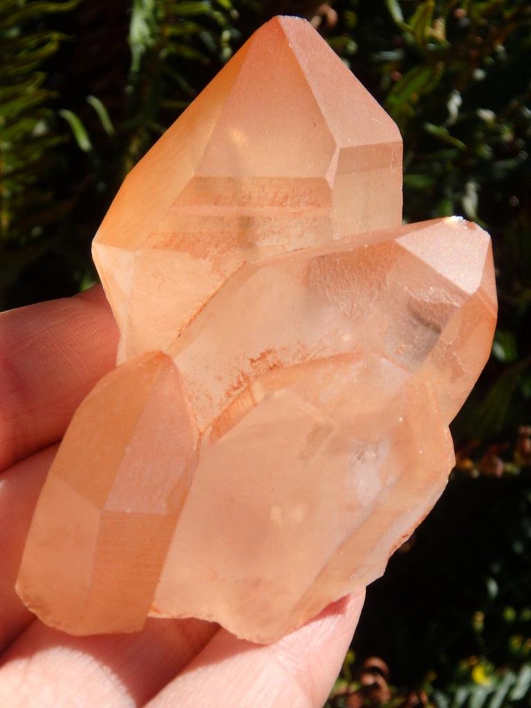 Rare! Absolutely Stunning & Unusual Brazilian Lemurian Tangerine Quartz Cluster - Earth Family Crystals