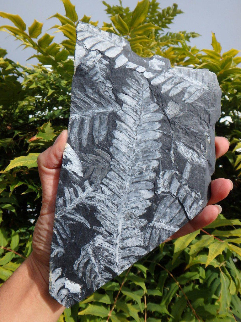 300 Million Year Old XL FERN FOSSIL From North Eastern Pennsylvania, USA - Earth Family Crystals
