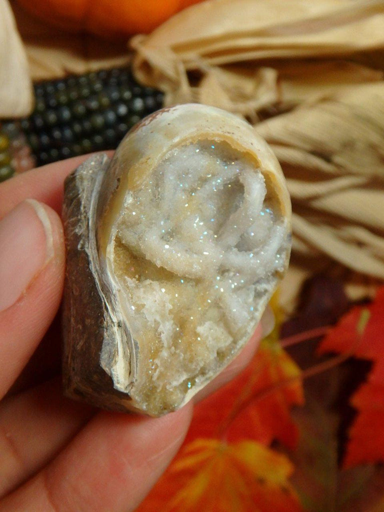 Angel Aura Infused Spiralite Gemshell From India - Earth Family Crystals