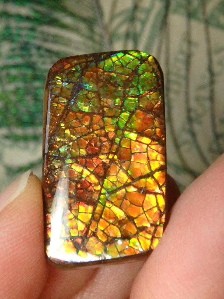 Vibrant Multi Flash Canadian Ammolite Cabochon (Ideal to Wire Wrap)* - Earth Family Crystals