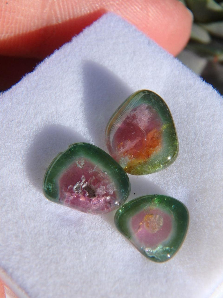 Set of three Watermelon Tourmaline Polished Slices In Collectors Box - Earth Family Crystals