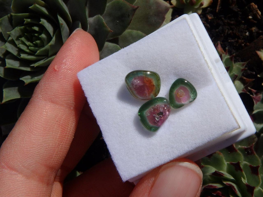 Set of three Watermelon Tourmaline Polished Slices In Collectors Box - Earth Family Crystals