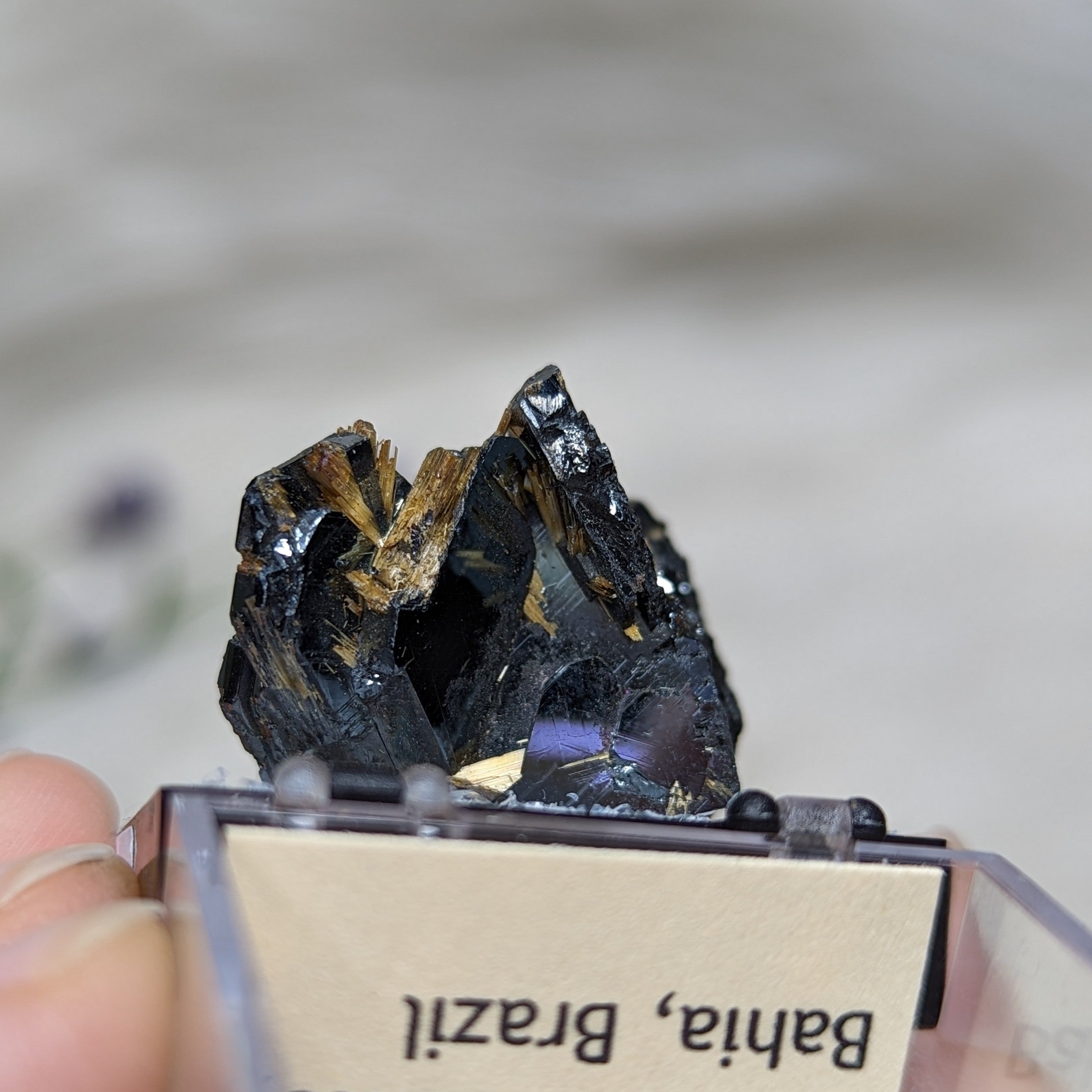 Rare Golden Rutile & Hematite Collectors Specimen ~Locality: Novo Horizonte, Bahia, Brazil - Earth Family Crystals