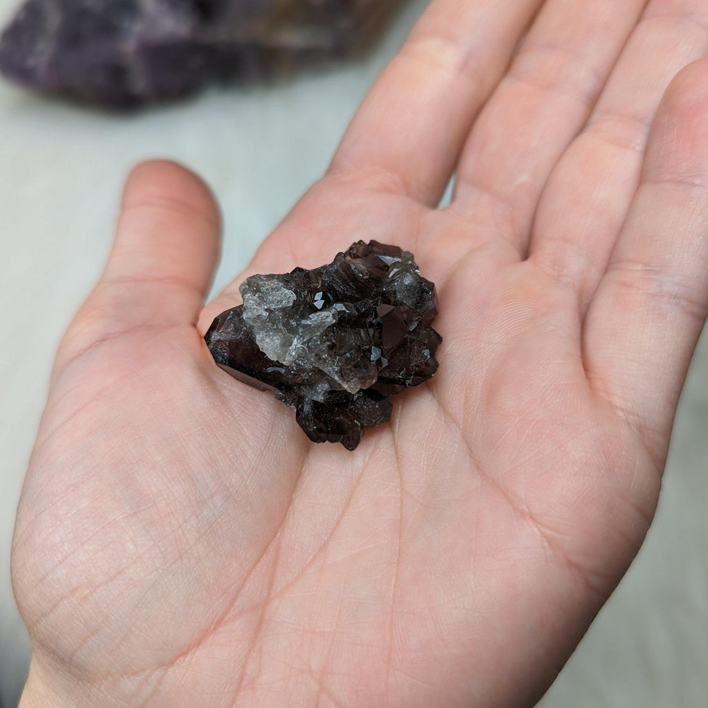 Smoky Quartz Mini Cluster ~ Black Gemmy Shine! - Earth Family Crystals