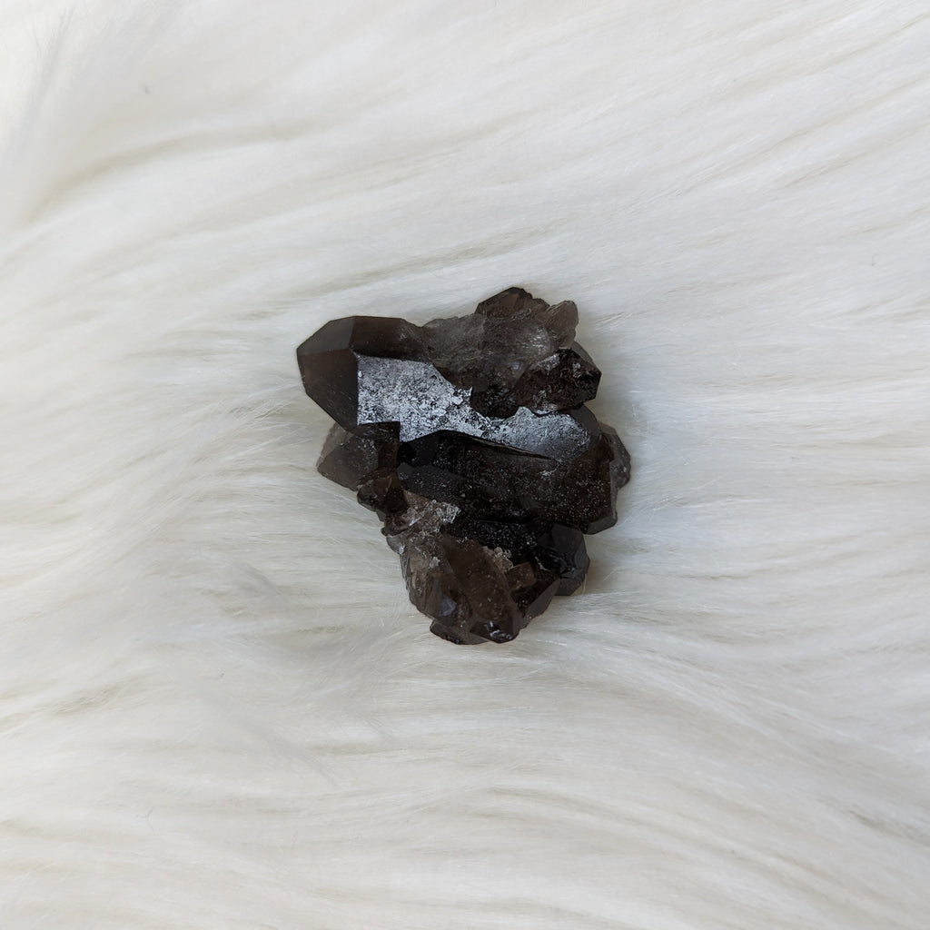 Smoky Quartz Mini Cluster ~ Black Gemmy Shine! - Earth Family Crystals