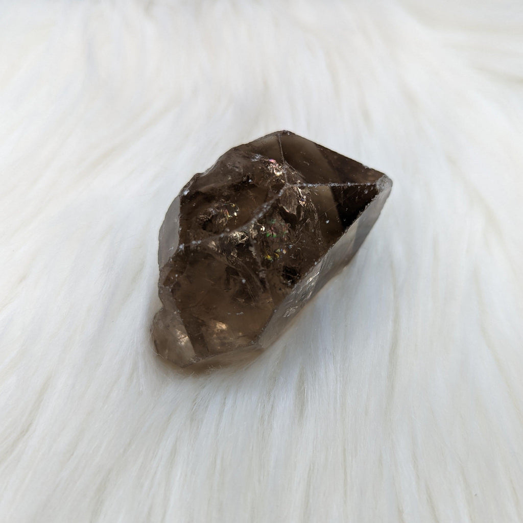Smoky Quartz Rough Point from Zambia ~ Rainbows at the Tip! - Earth Family Crystals
