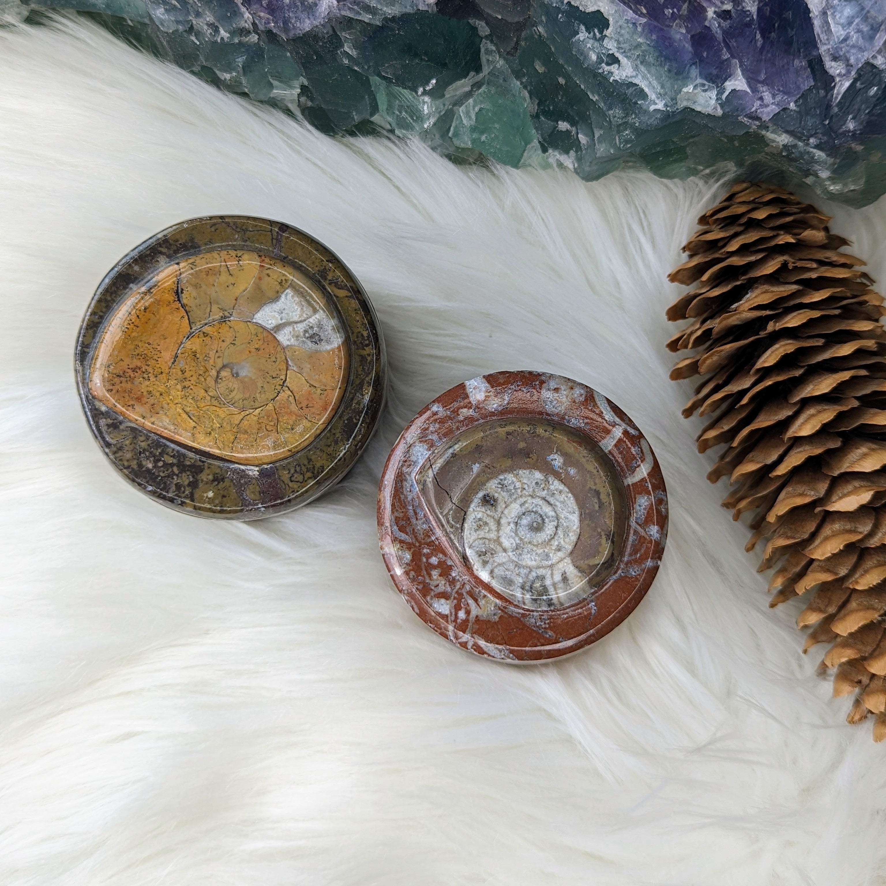 Polished Goniatite Natural Fossil Jewelry and Trinket Box~ Charge with Earth and Cosmic Healing Energies - Earth Family Crystals