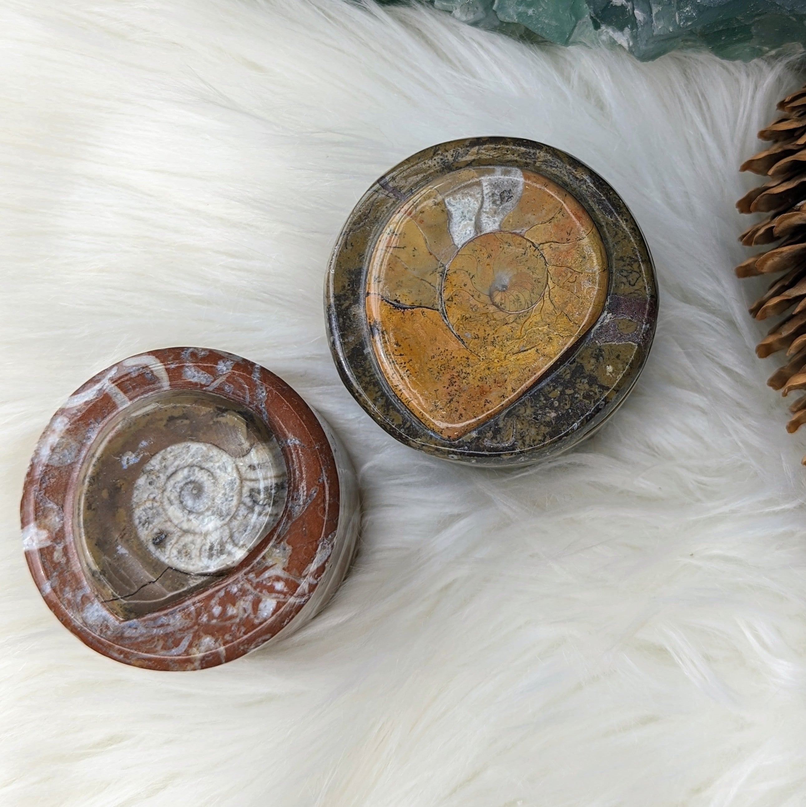 Polished Goniatite Natural Fossil Jewelry and Trinket Box~ Charge with Earth and Cosmic Healing Energies - Earth Family Crystals