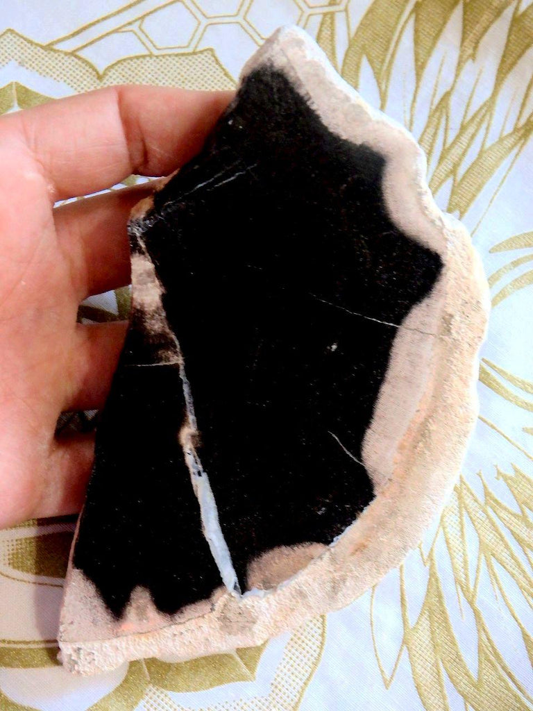 Partially Polished Petrified Wood Slice - Earth Family Crystals