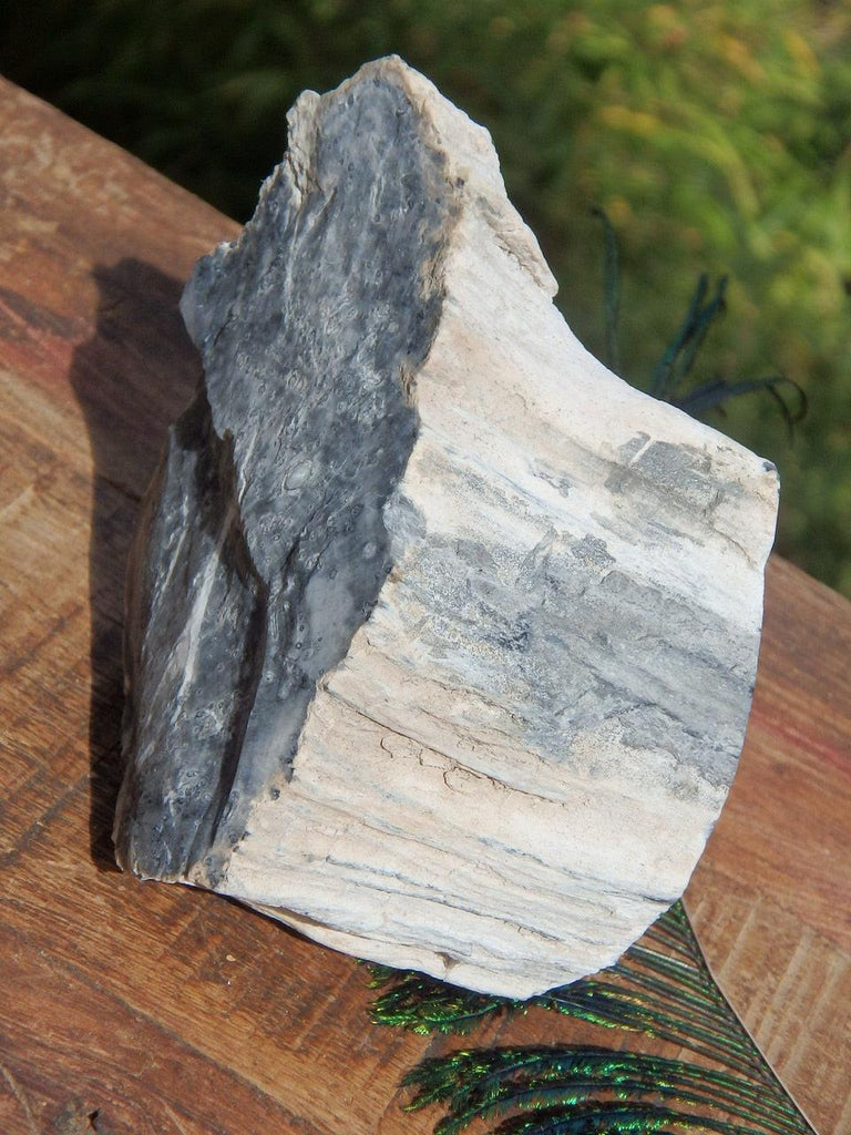 Unique Petrified Wood Partially Polished Specimen From Princeton, BC, Canada - Earth Family Crystals