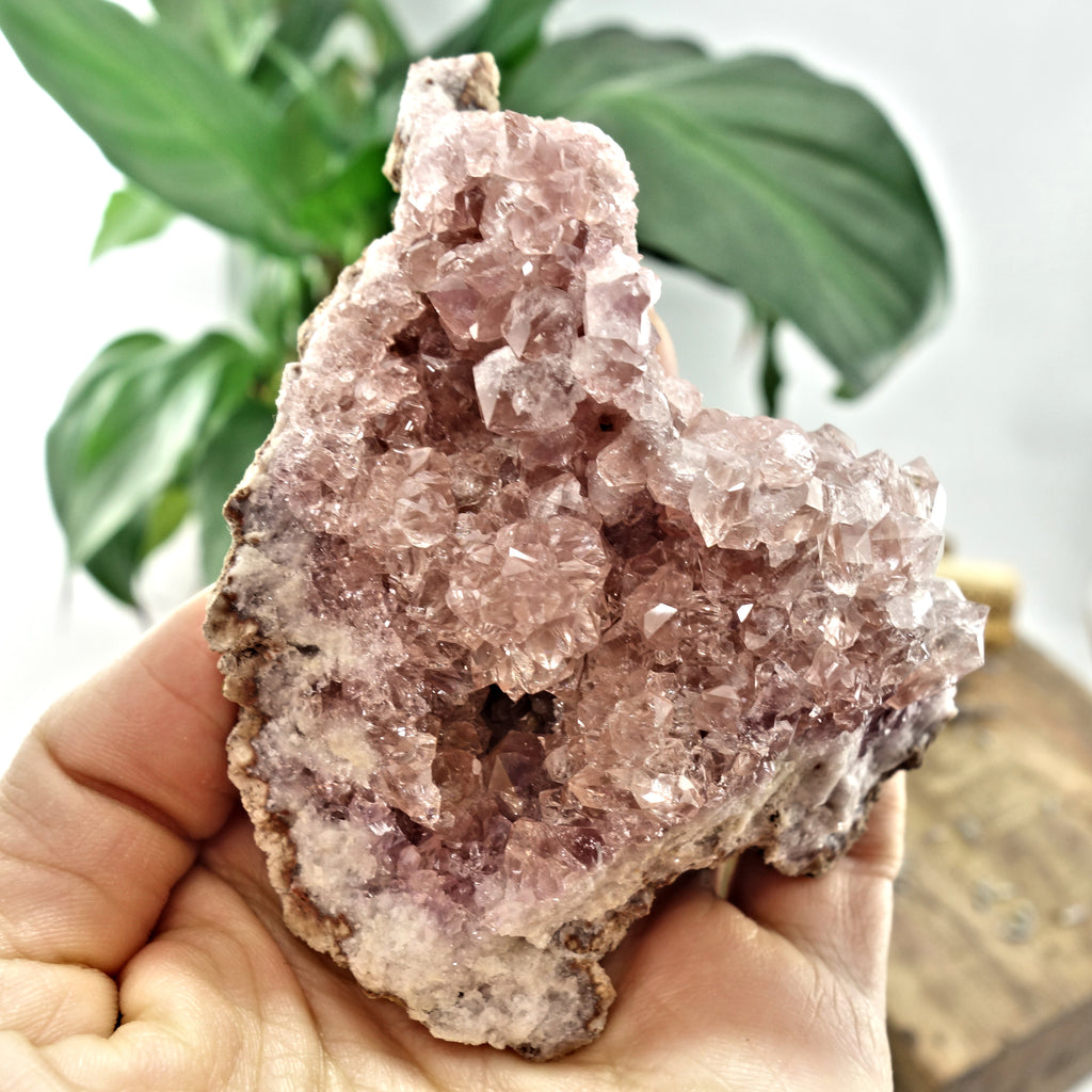 NEW FIND! Large Pretty Druzy Pink Amethyst  Cluster From Patagonia - Earth Family Crystals