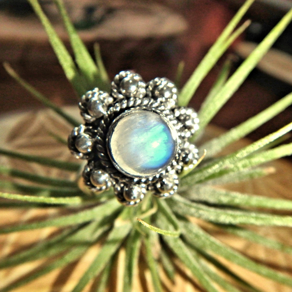 Royal Blue Flower Rainbow Moonstone Ring in Sterling Silver (Size 9) - Earth Family Crystals