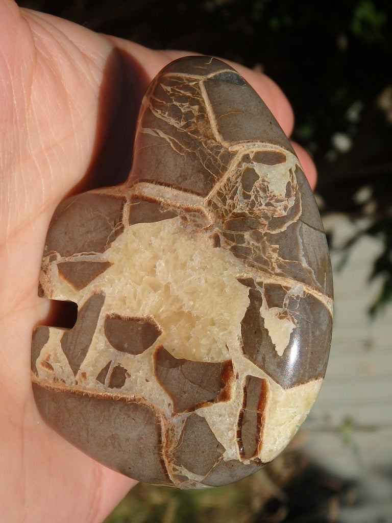 Fabulous Septarian Bear Carving With Druzy Cave-Self Standing - Earth Family Crystals