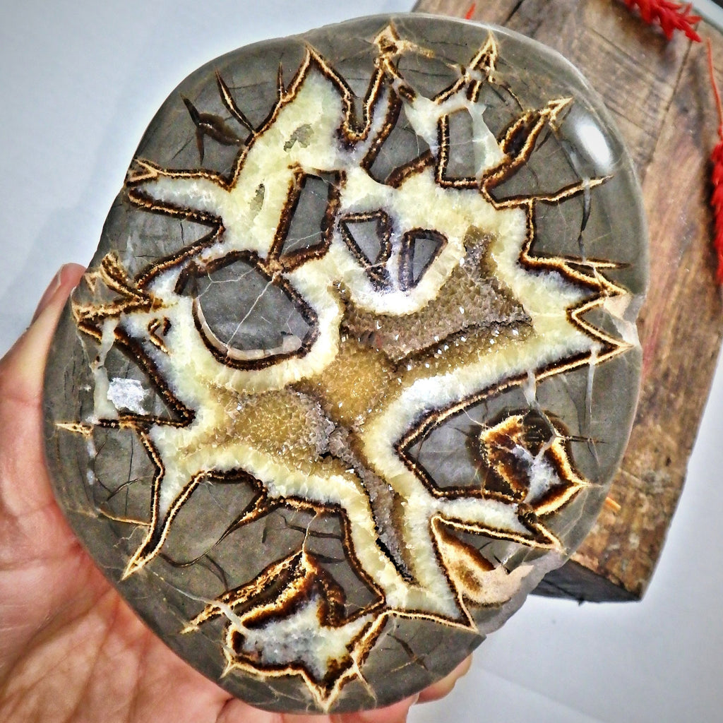 Incredible Large Druzy Cave Geode Included Septarian Display Specimen from Utah Partially Polished - Earth Family Crystals