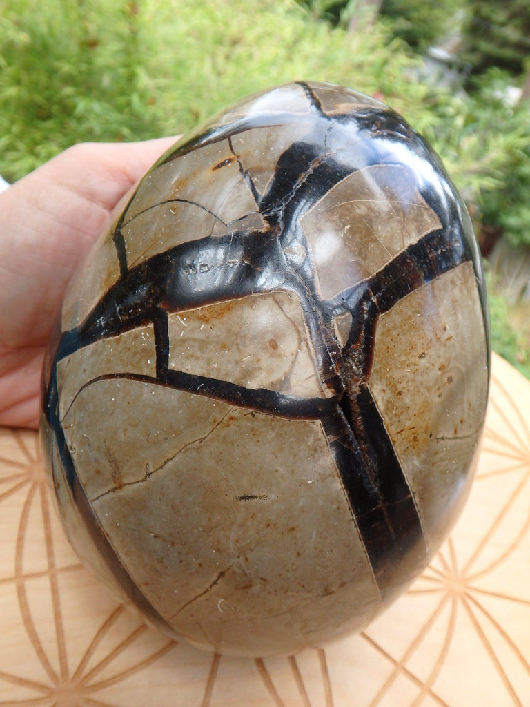 Jumbo Dragon Egg Septarian Specimen With Druzy Geode Cave - Earth Family Crystals