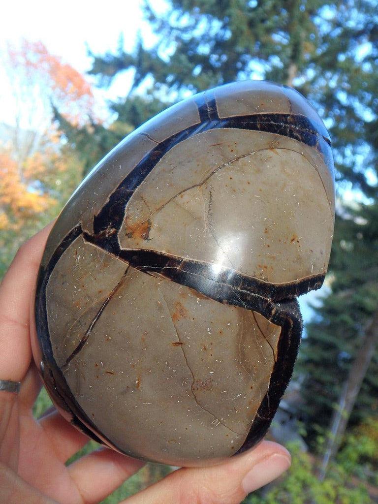 Xl Septarian Dragon Egg Druzy Geode & Calcite Display Specimen - Earth Family Crystals