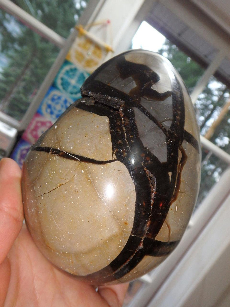 Great Display Piece! Large Septarian Dragon Egg With Caves - Earth Family Crystals