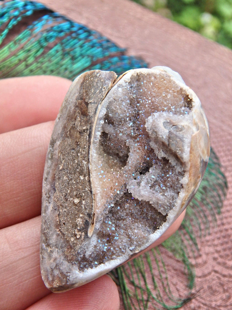 Incredible Fossil & Crystal in One Druzy Sparkle Spiralite Gemshell From India - Earth Family Crystals