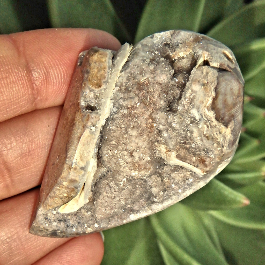 Chunky Fossil & Crystal Rare Spiralite Gemshell Specimen From India 1 - Earth Family Crystals